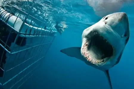 Cage Diving