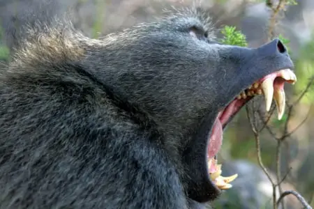 A baboon has massive teeth