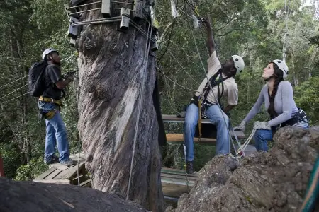 Tsitsikama Canopy Tour
