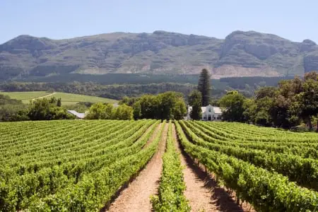 Vineyards
