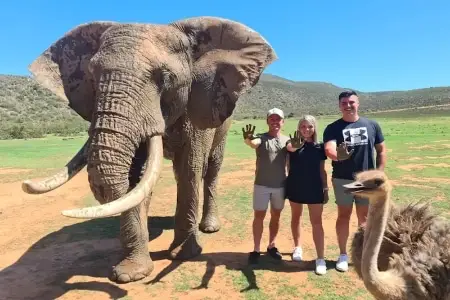 Walking with Elephants