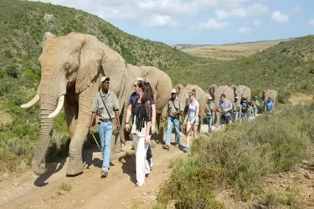 Walking with Elephants and Safari (Mossel Bay) in a group